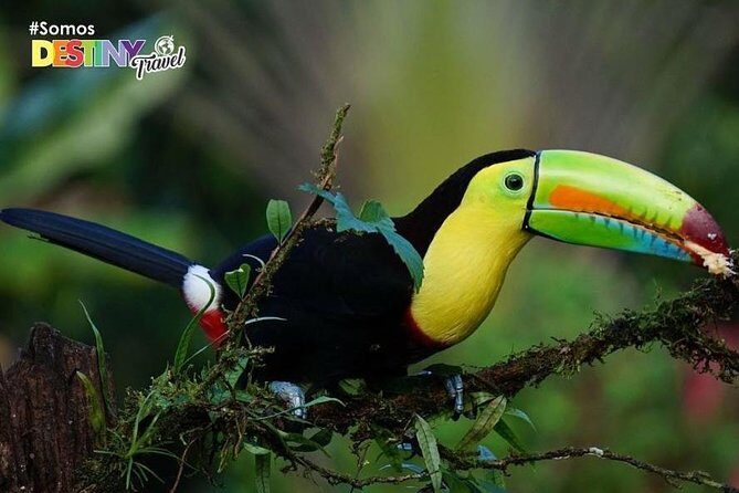 Day Trip from San Jose to Sloths & other wildlife Rescue Center - The Sum Up