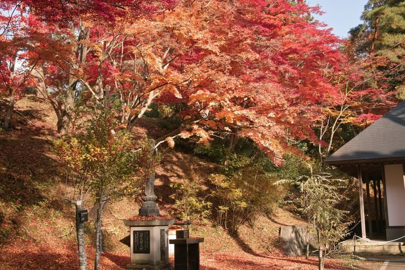 Day Trip from Sendai: Chuson-ji Temple Konjikido & Geibikei Gorge Cruise (Special Lunch Included) - Who is likely to enjoy this outing