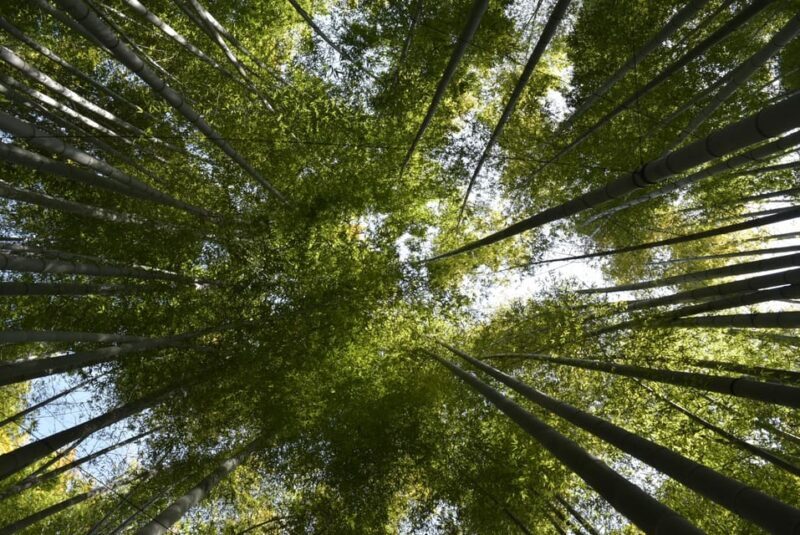 Day Trip Kamakura from Tokyo with National Licensed Guide - Who Should Consider This Tour?