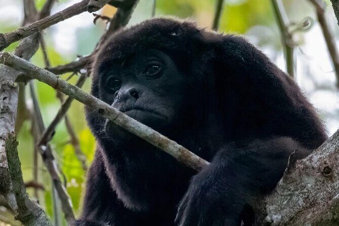 Day Trip Meet Howler Monkeys at Churute & Make Organic Chocolate - Full-Day Ecological and Chocolate Tour from Guayaquil: Wildlife, Cocoa, and Local Life