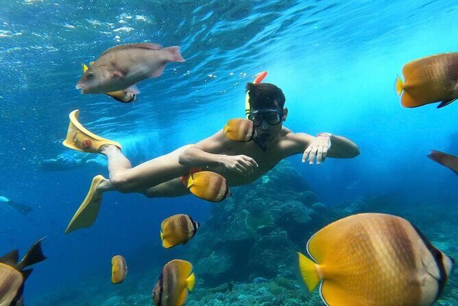 Day Trip: Nusa Penida Snorkling - Key Points