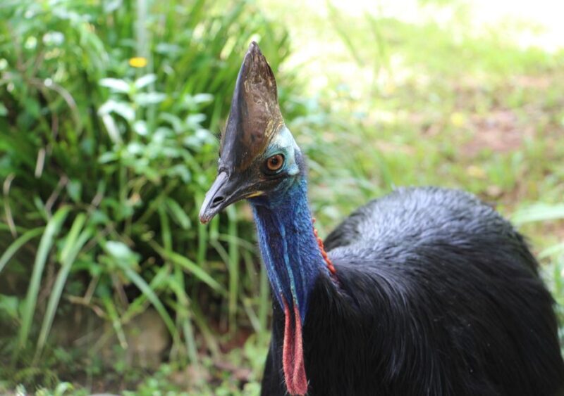 Day Trip: Rainforest & Aboriginal Culture Tour - A Deep Dive into the Rainforest & Aboriginal Culture Tour