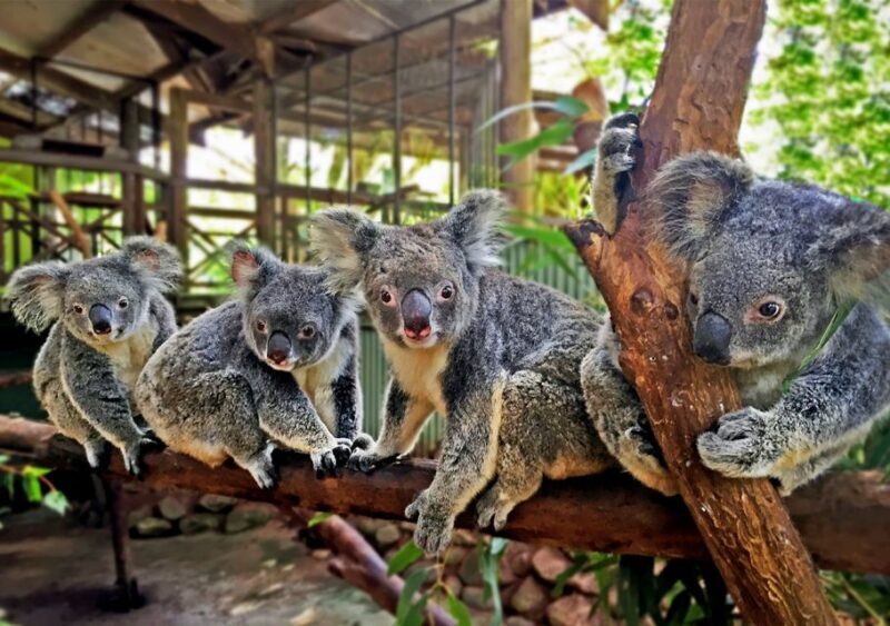 Day Trip: Rainforest & Aboriginal Culture Tour - Authentic Encounters and Cultural Depth