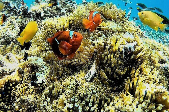 Day Trip Secret Island West Of Lombok - Key Points