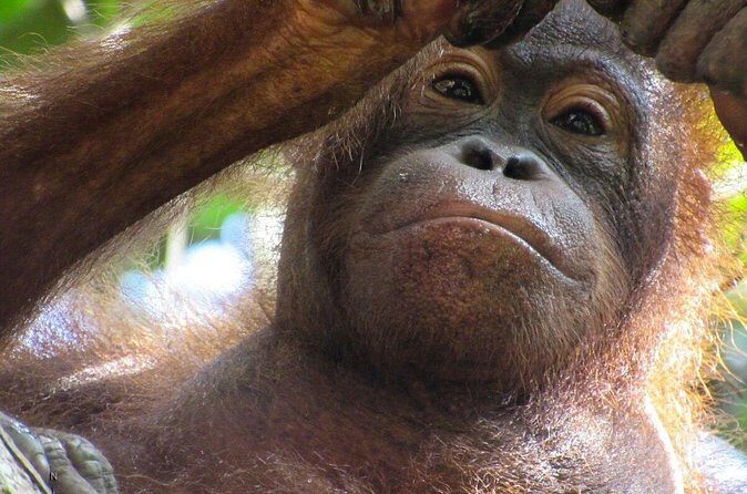 Day Trip Sepilok Orang-utan And City Tour (Flight Excluded) - Final Thoughts: Who Will This Tour Suit?