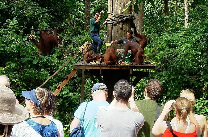 Day Trip Sepilok Orang-utan And City Tour (Flight Excluded) - FAQ