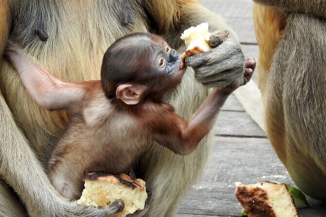 Day Trip Sepilok Orang Utan & Proboscis Monkey (Flight Excluded) - Who Should Consider This Tour?