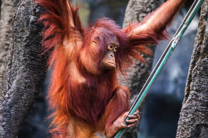 Day Trip Sepilok Orang Utan & Proboscis Monkey (Flight Excluded) - Final Words: Is It Worth It?