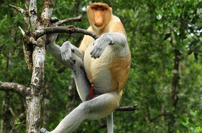 Day Trip Sepilok Orang Utan & Proboscis Monkey (Flight Excluded) - FAQ