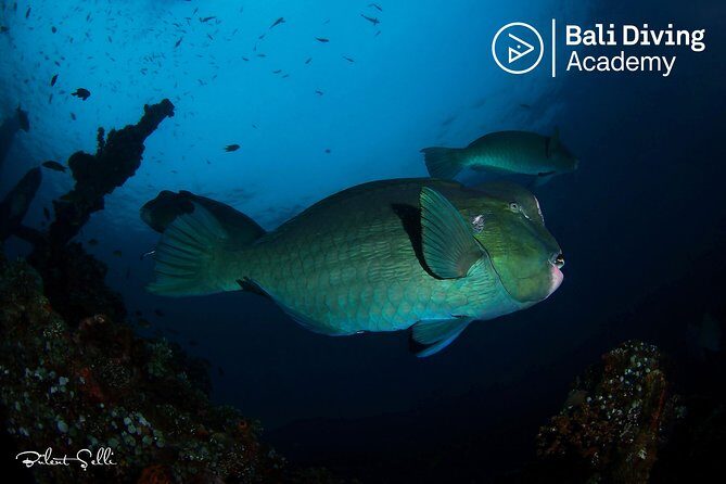 Day Trip Snorkeling in Tulamben - Explore Liberty Wreck (pick up in South Bali) - Key Points