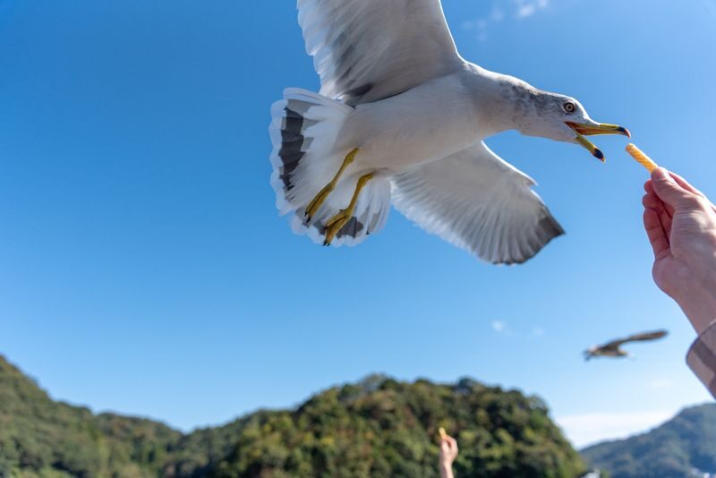 Day Trip to Amanohashidate & Ine no Funaya & Miyama Thatched Village in the Sea of Kyoto (Departure from Osaka or Kyoto) - The sightseeing boat and its lively escort