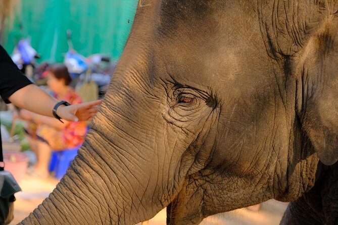 Day Trip to an Elephant Conservation and Care Center near Agra - In-Depth Look: Why This Tour Matters