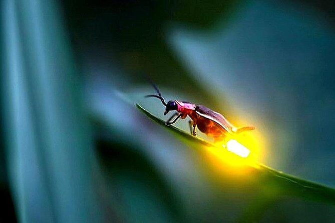 Day Trip to Batu Caves & Firefly - The Sum Up: Is This Tour Right for You?