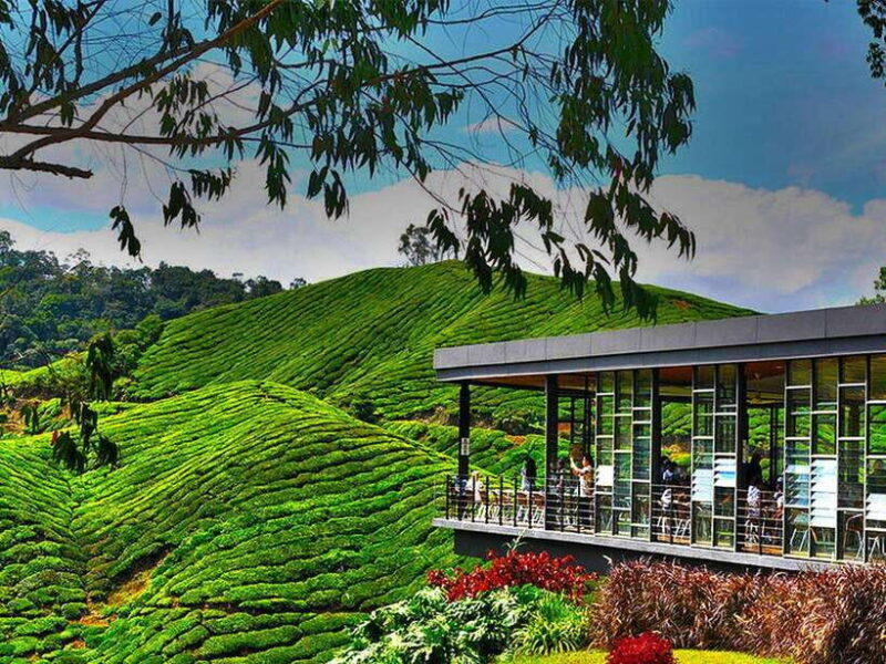 Day Trip to Cameron Highlands - Day Trip to Cameron Highlands