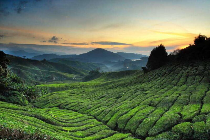 Day Trip to Cameron Highlands - An In-Depth Look at the Cameron Highlands Day Trip