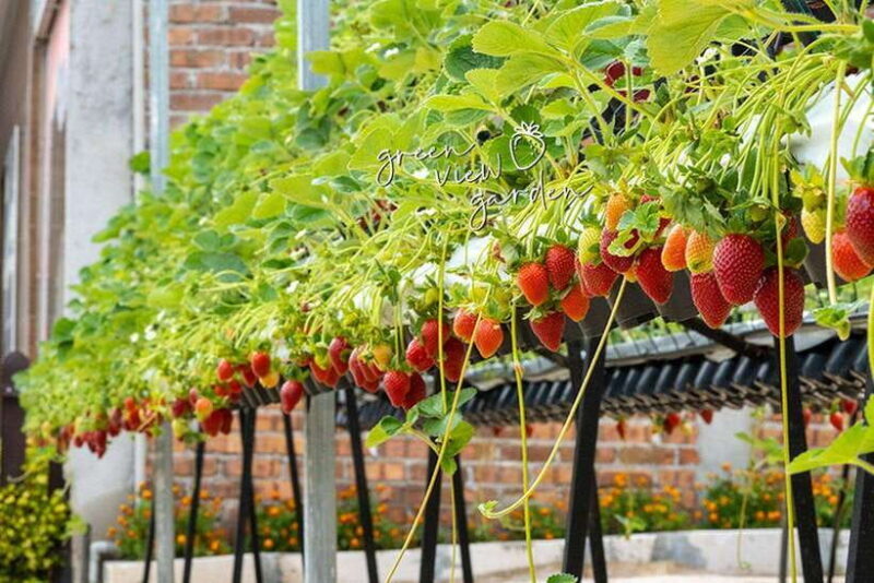 Day Trip to Cameron Highlands - Final Thoughts: Is This Tour Worth It?