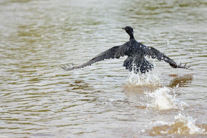 Day Trip to Caño Negro Including Río Frio Boat Experience from La Fortuna - FAQs