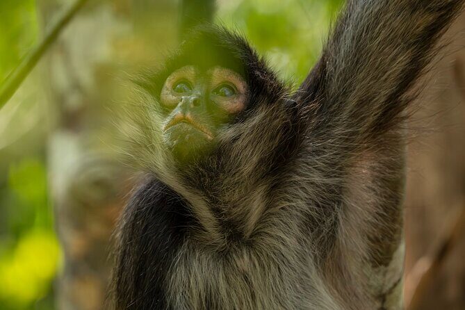 Day Trip to Coba and Punta Laguna with Mayan Lunch - What’s Included and What to Expect
