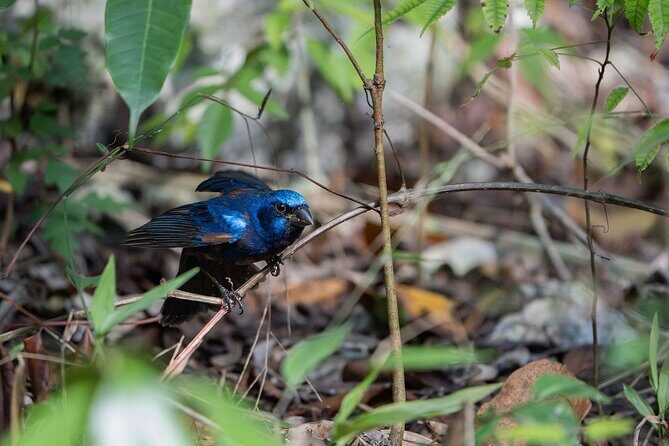 Day Trip to Coba and Punta Laguna with Mayan Lunch - Who Will Love This Tour?