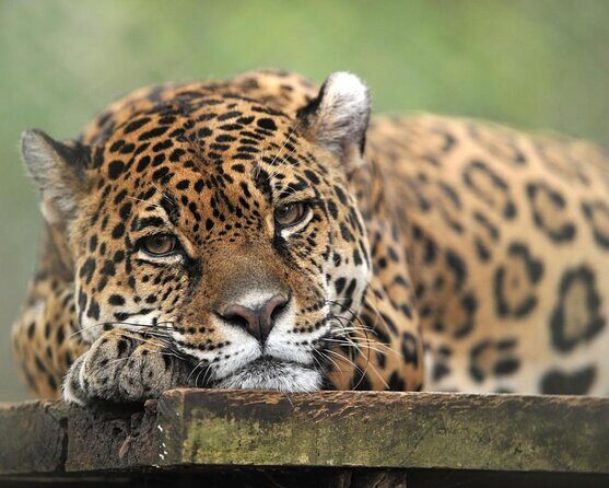 Day Trip to El Valle Anton from Panama City - Key Points