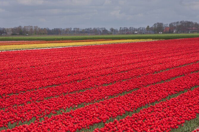 Day Trip to Famous Tulip Route in Noordoostpolder From Amsterdam - An In-Depth Look at the Tulip Route Day Trip