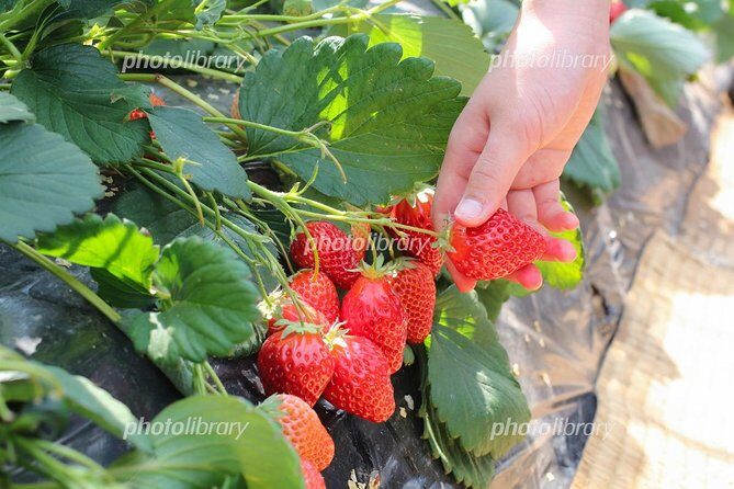 Day Trip to Fruits Pick & Shopping in Fukuoka with Minibus:7m - Exploring the Fukuoka Day Trip in Detail