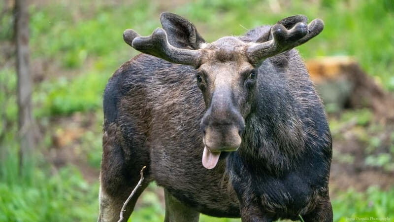 Day Trip To Gauja National Park: Animals, and Castles - Exploring Gauja National Park: What to Expect