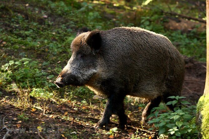 Day trip to Gauja National Park: animals, castles and a cave - Experience the Best of Gauja National Park in a Day