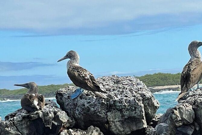 Day Trip to Isabela Island and Tintoreras in Galápagos - What’s Included and What’s Not