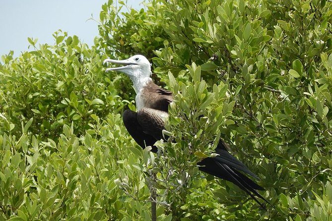 Day Trip to Isla Contoy - An In-Depth Look at the Day Trip to Isla Contoy and Isla Mujeres