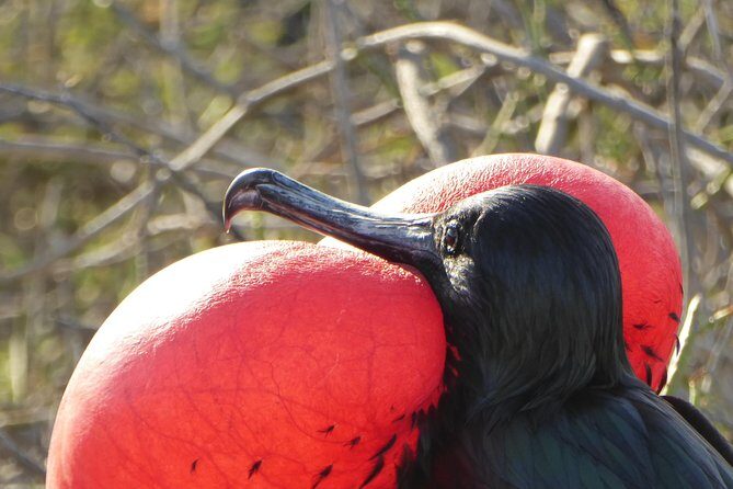Day Trip to Isla de la Plata Mini Galápagos from Guayaquil - Key Points