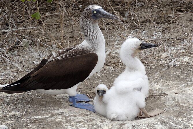 Day Trip to Isla de la Plata Mini Galápagos from Guayaquil - In-Depth Review: What to Expect on Your Day Trip
