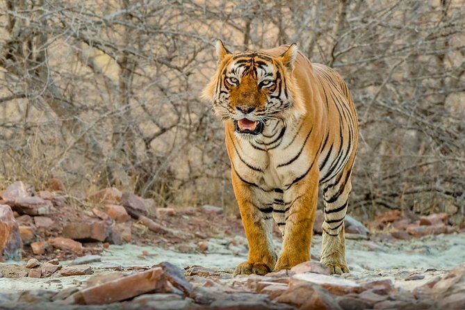 Day Trip to Ranthambore Tiger Safari from Jaipur - Discover the Wild Side of Rajasthan: A Day Trip to Ranthambore Tiger Safari from Jaipur