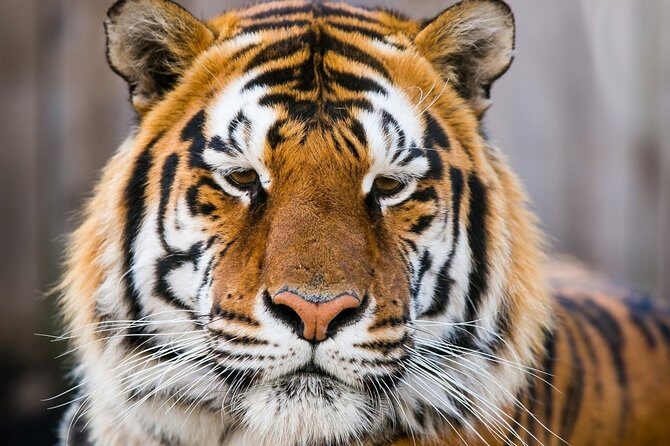 Day Trip to Ranthambore Tiger Safari from Jaipur - The Itinerary Breakdown