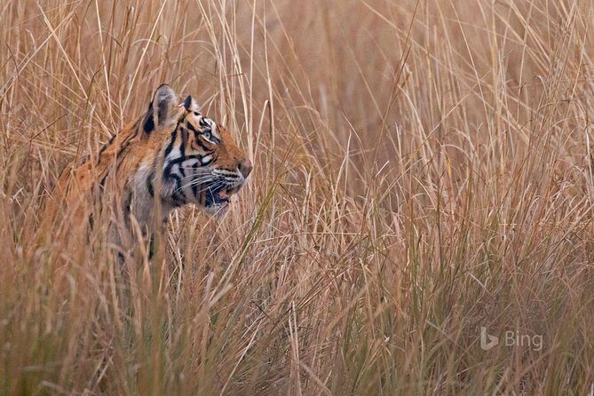 Day Trip to Ranthambore Tiger Safari from Jaipur - The Value of This Tour