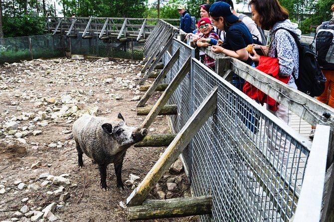Day Trip to Ranua Arctic Wildlife Park from Rovaniemi - Exploring the Experience: What You Can Expect