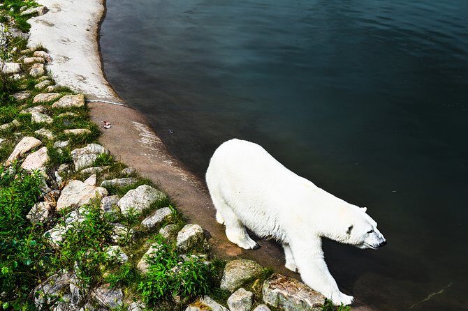Day Trip to Ranua Arctic Wildlife Park from Rovaniemi - Practical Tips for Travelers