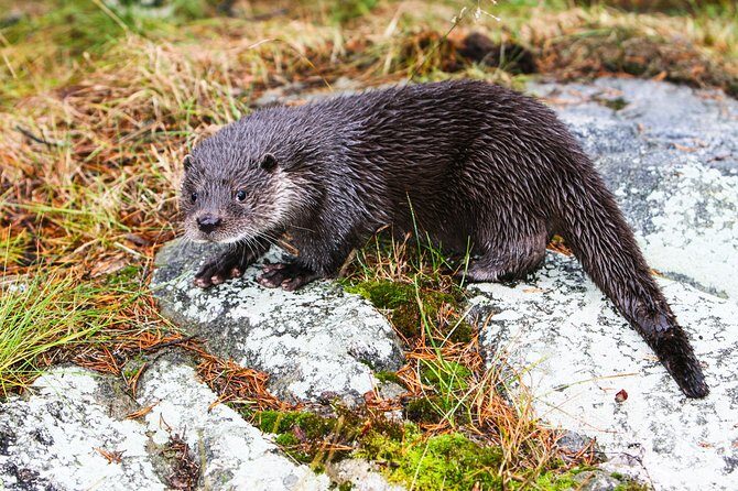 Day Trip to Ranua Arctic Wildlife Park from Rovaniemi - The Sum Up