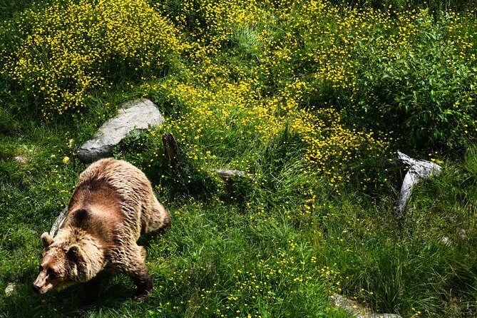 Day Trip to Ranua Arctic Wildlife Park from Rovaniemi - FAQ