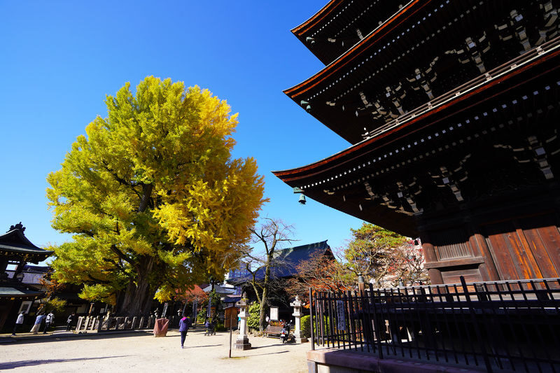 Day trip to Takayama & Shirakawa-go with a local guide - What the guides add