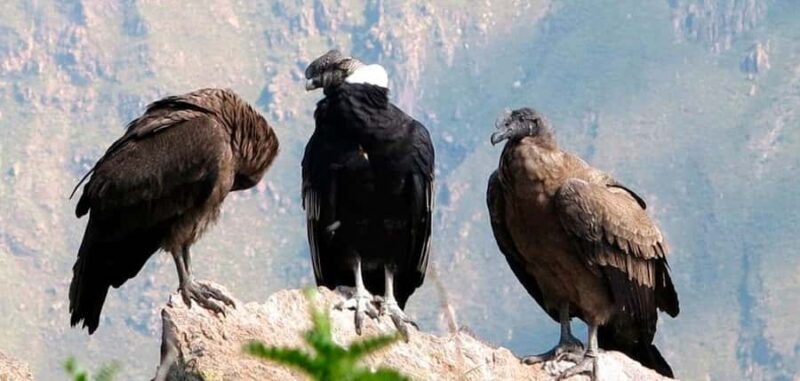 Day trip to the Colca Canyon with connection to Puno - What Makes This Tour Stand Out?