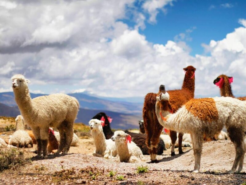 Day trip to the Colca Canyon with connection to Puno - Who Is This Tour Best For?