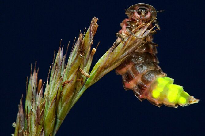 Daytime Scenic Rim Glow Worm Tour + Hop on Hop off Bus - Final thoughts: Who is this tour for?