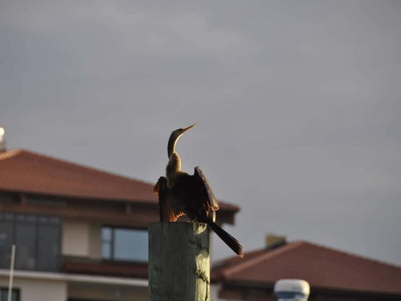 Daytona Beach: Halifax River Wildlife Boat Tour - Key Points