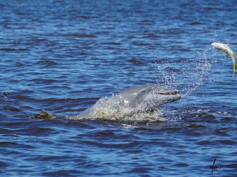 Daytona Beach: Halifax River Wildlife Boat Tour - Who Should Consider This Tour?