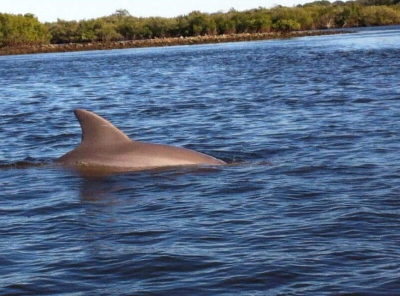 Daytona/New Smyrna Beach: Unforgettable Kayak Wildlife tours - Key Points