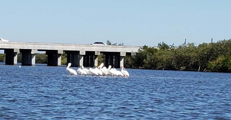 Daytona/New Smyrna Beach: Unforgettable Kayak Wildlife tours - Exploring the Waters of New Smyrna Beach: A Detailed Look