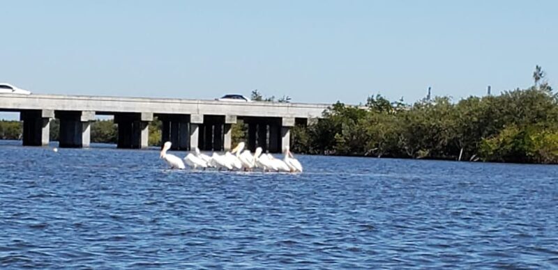 Daytona/New Smyrna Beach: Unforgettable Kayak Wildlife tours - Practical Tips for Your Kayaking Adventure