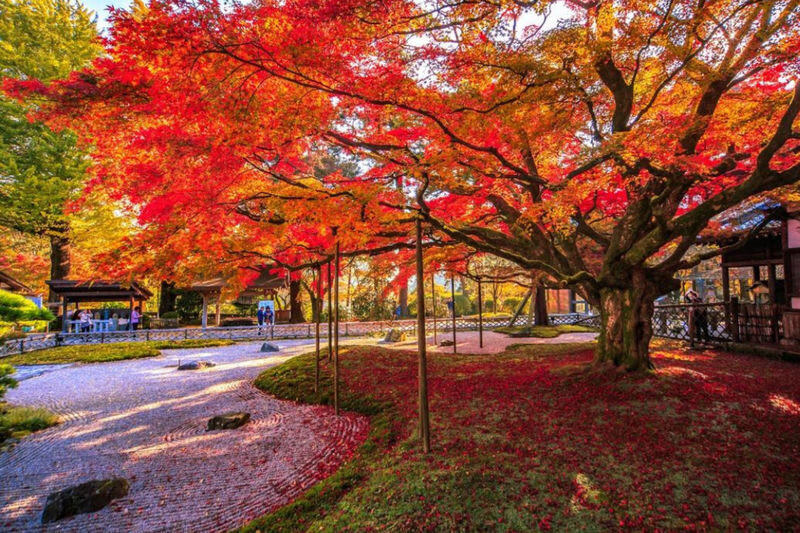 Dazaifu Tenmangu & Yanagawa Full-Day Boat Tour - Who should book this tour?