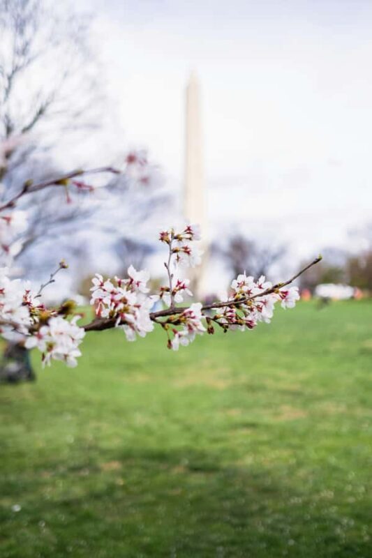DC Cherry Blossom Guided Tour with Tidal Basin & Monuments - A Deep Dive into the DC Cherry Blossom Guided Tour